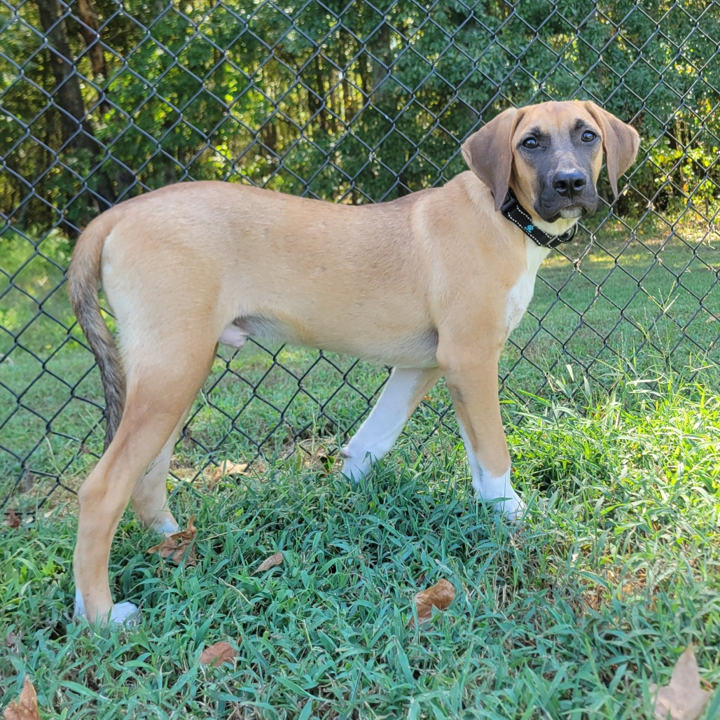 Shelter Stray Male Dog last seen , 2951 S 1st St, Cabot, AR 72023, USA