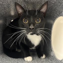 Shelter Stray Male Cat last seen , 328 Furman Hall Rd, Greenville, SC 29609, USA
