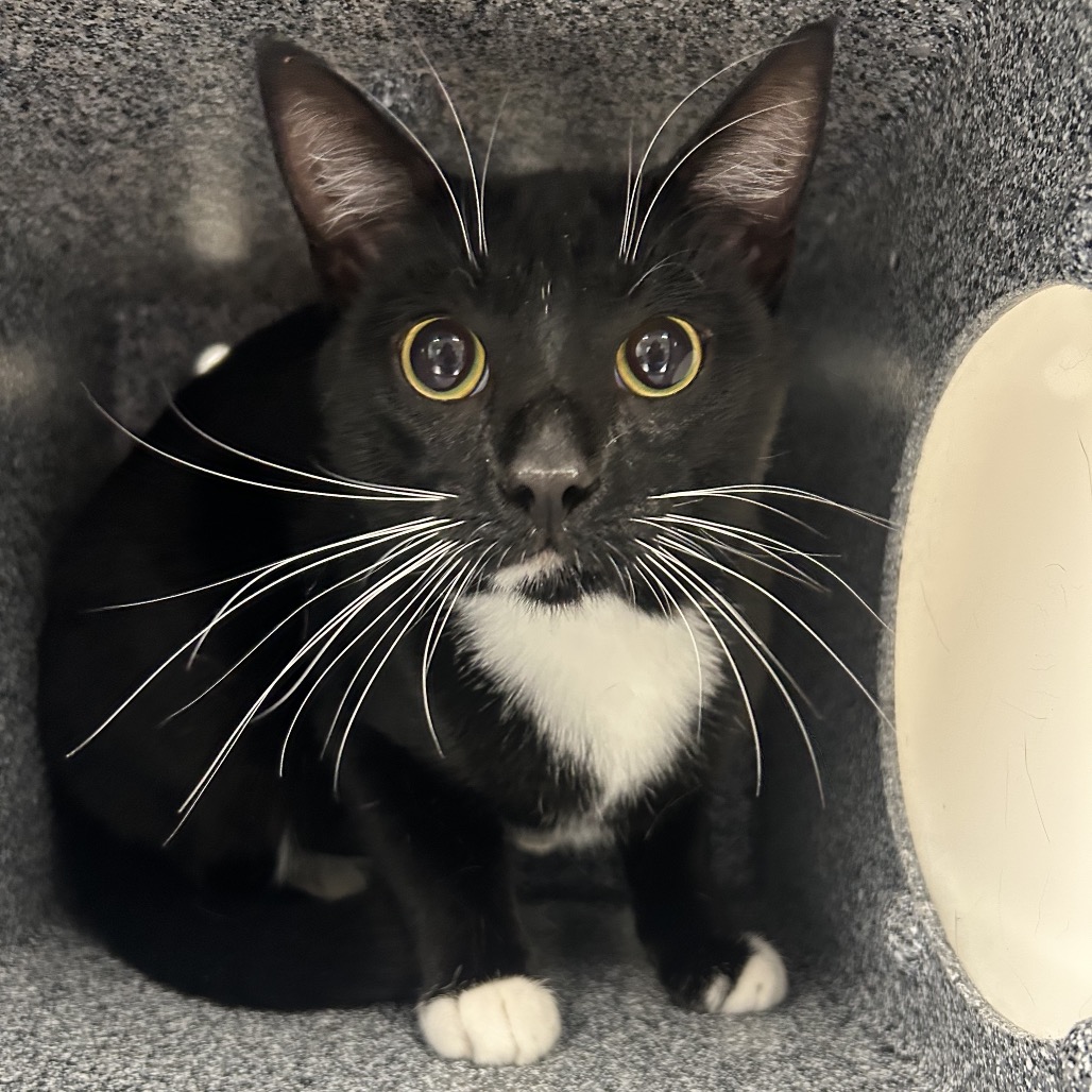 Shelter Stray Male Cat last seen , 328 Furman Hall Rd, Greenville, SC 29609, USA