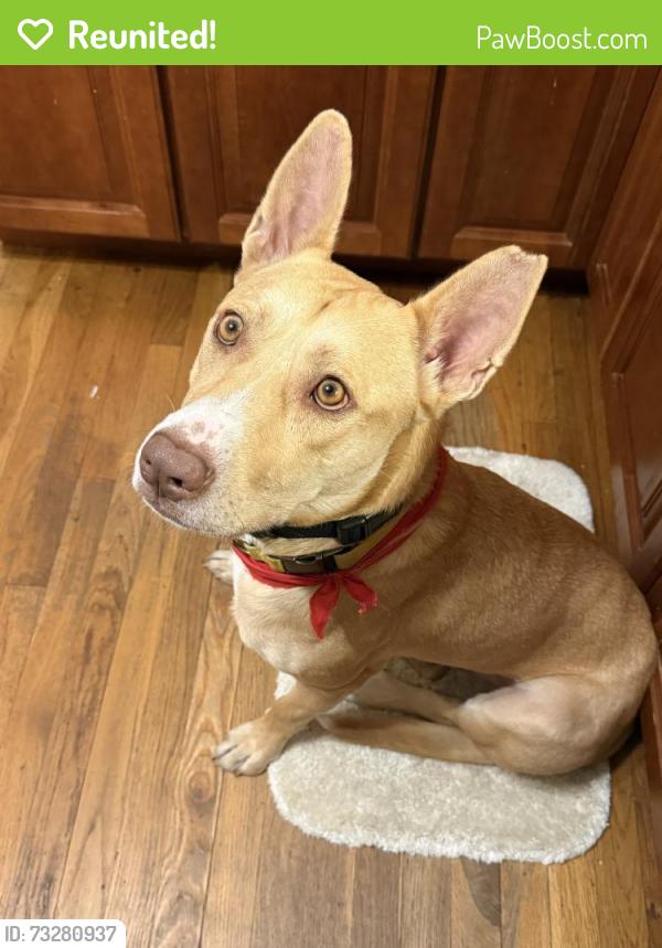 Reunited Male Dog last seen Near Oak Terrace, Everett, MA 02149, USA, Everett, MA 02149