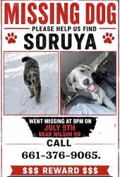 Lost Female Dog last seen K st, Bakersfield, CA 93304