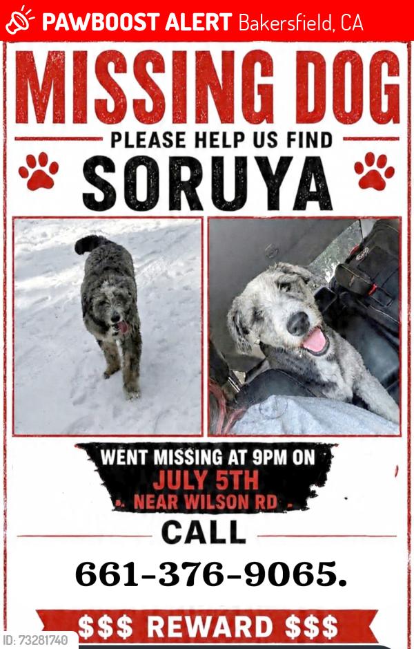 Lost Female Dog last seen K st, Bakersfield, CA 93304