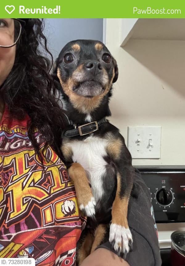 Reunited Female Dog last seen MacArthur Blvd by the Dominos, Oakland, CA 94619