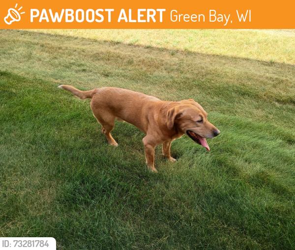 Found/Stray Male Dog last seen S. Ridge Rd and Label Ln., Green Bay, WI 54304