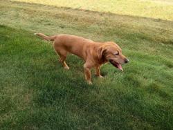 Found/Stray Male Dog last seen S. Ridge Rd and Label Ln., Green Bay, WI 54304