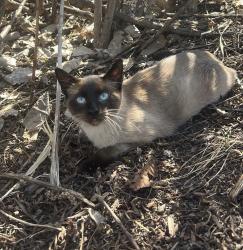 Lost Male Cat last seen Blaine Mn, Blaine, MN 55449