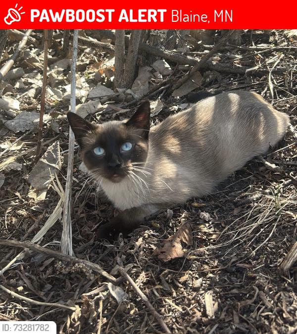 Lost Male Cat last seen Blaine Mn, Blaine, MN 55449