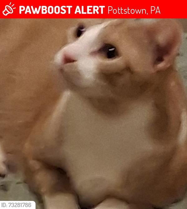 Lost Male Cat last seen Franklin, Pottstown, PA 19464