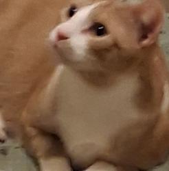 Lost Male Cat last seen Franklin, Pottstown, PA 19464