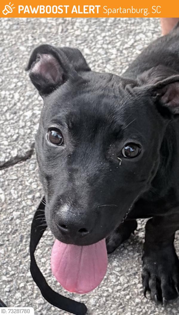 Found/Stray Male Dog last seen East Shore Drive near Duncan Park pond, Spartanburg, SC 29306