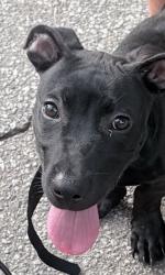 Found/Stray Male Dog last seen East Shore Drive near Duncan Park pond, Spartanburg, SC 29306