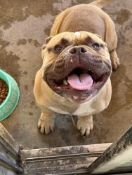 Found/Stray Male Dog last seen Sunflower and j4, E Ave J 4, CA 93535
