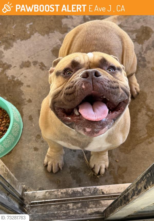 Found/Stray Male Dog last seen Sunflower and j4, E Ave J 4, CA 93535