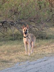 Found/Stray Male Dog last seen Starcrest, San Antonio, TX 78217