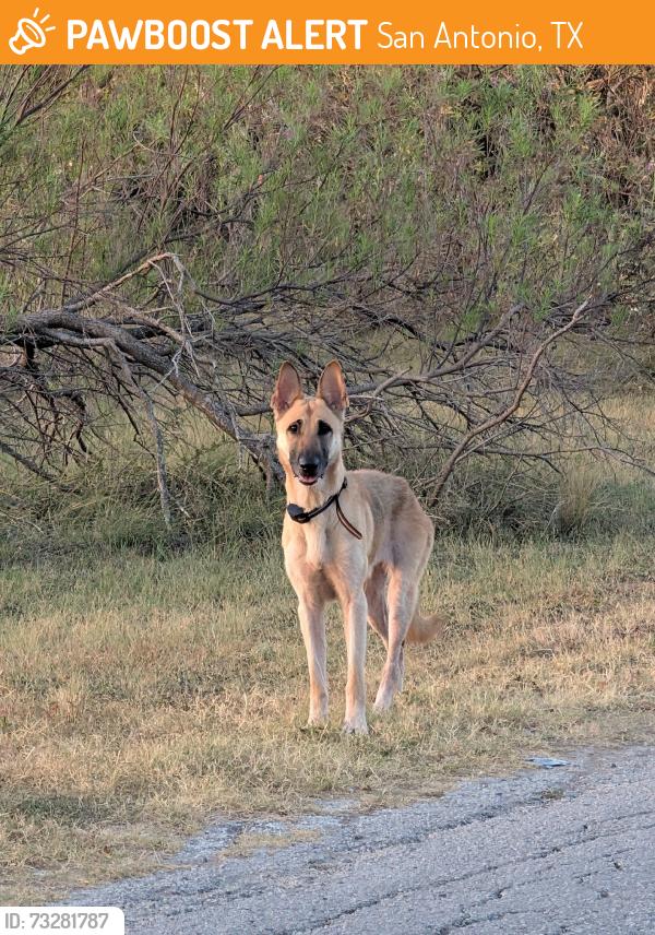 Found/Stray Male Dog last seen Starcrest, San Antonio, TX 78217