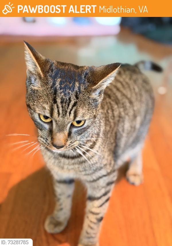 Found/Stray Male Cat last seen Brandermill Parkway, Midlothian, VA 23114
