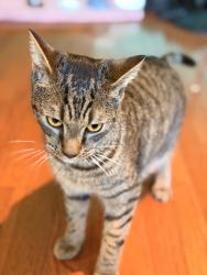 Found/Stray Male Cat last seen Brandermill Parkway, Midlothian, VA 23114