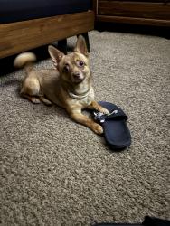 Lost Male Dog last seen Fair View St, Allentown, PA 18109