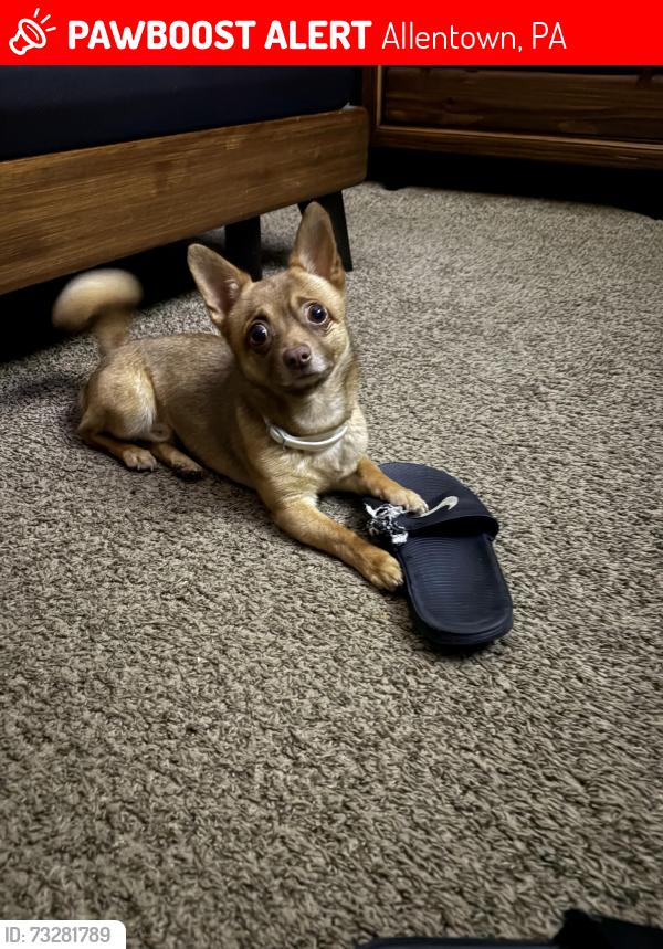 Lost Male Dog last seen Fair View St, Allentown, PA 18109