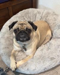 Lost Male Dog last seen drowsy water Trail Fort Worth, TX 76131, Saginaw, TX 76131
