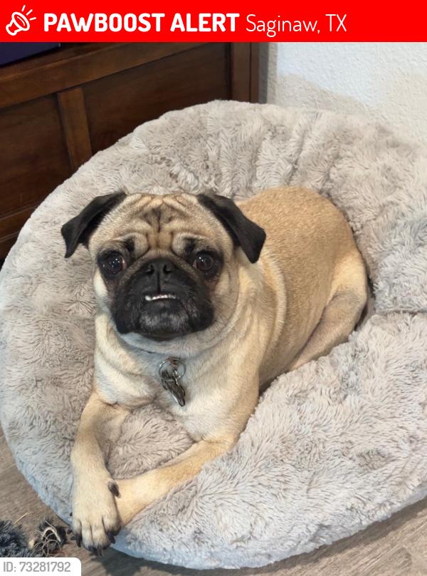 Lost Male Dog last seen drowsy water Trail Fort Worth, TX 76131, Saginaw, TX 76131
