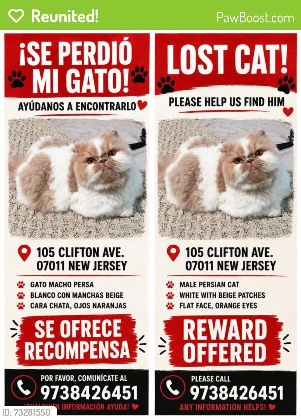 Reunited Male Cat last seen Near New Jersey 105 Clifton ave., Clifton, NJ 07011