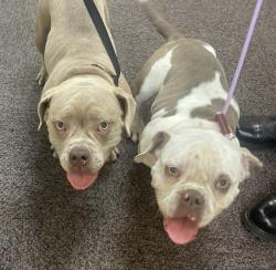 Reunited Male Dog last seen Mine Hill twp, NJ, USA, Mine Hill Township, NJ 07803