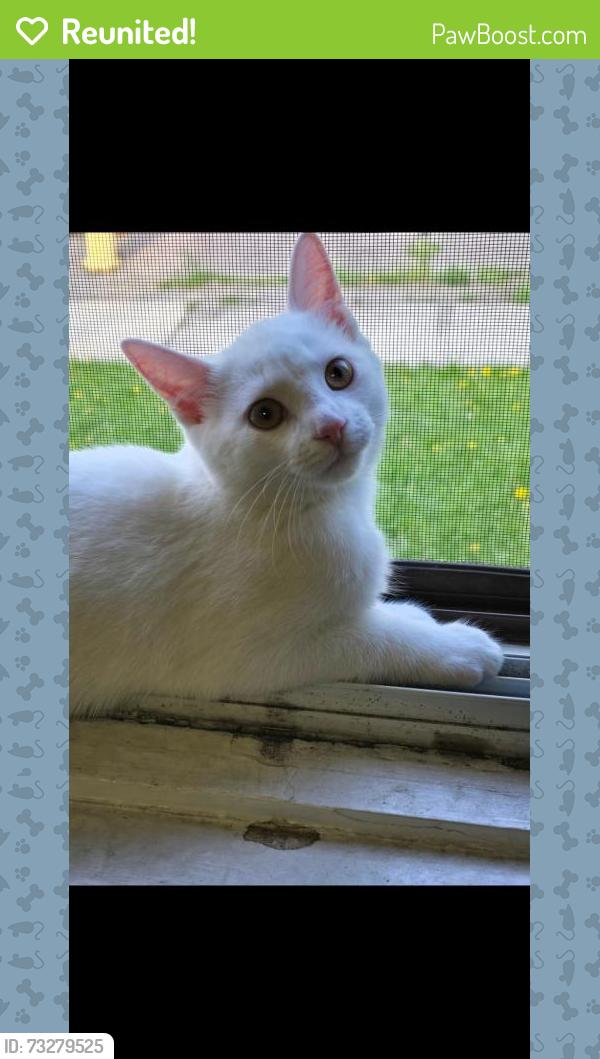 Reunited Female Cat last seen Area: Keelesdale-Eglinton West , Keele Street & Rogers Road (seen next to Ample Food Market York location & Dollarama), Toronto, ON M6N 3E7