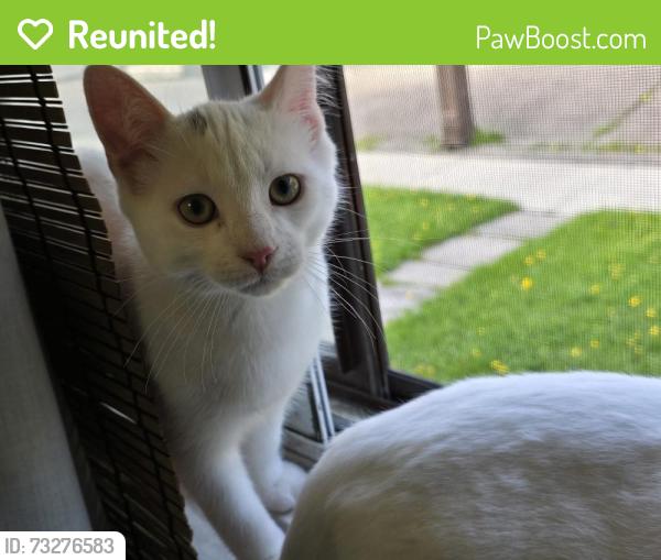 Reunited Male Cat last seen Area: Keelesdale-Eglinton West , Keele Street & Rogers Road, Toronto, ON M6N 3E7