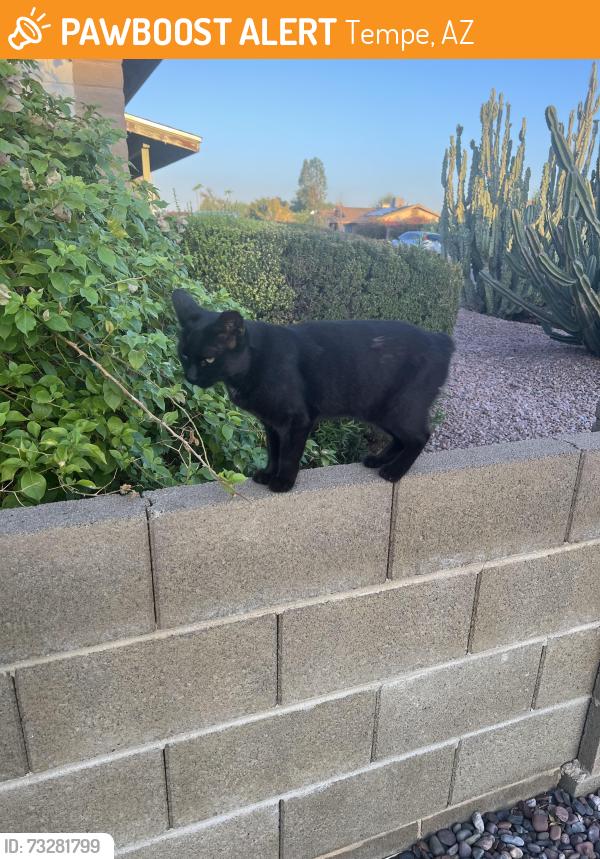 Found/Stray Unknown Cat last seen McClintock and Southern, Tempe, AZ 85282