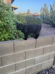 Found/Stray Unknown Cat last seen McClintock and Southern, Tempe, AZ 85282