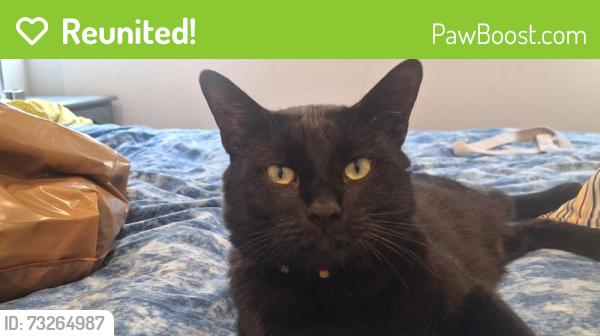 Reunited Male Cat last seen Near Barsby St, Vista, CA 92084, USA, Vista, CA 92084