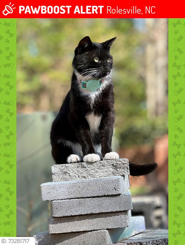 Lost Male Cat last seen Near Crestleigh Street, Waterstone Drive and Highway 401, Rolesville, NC 27571