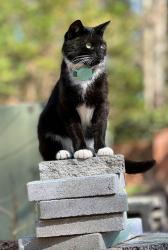 Lost Male Cat last seen Near Crestleigh Street, Waterstone Drive and Highway 401, Rolesville, NC 27571