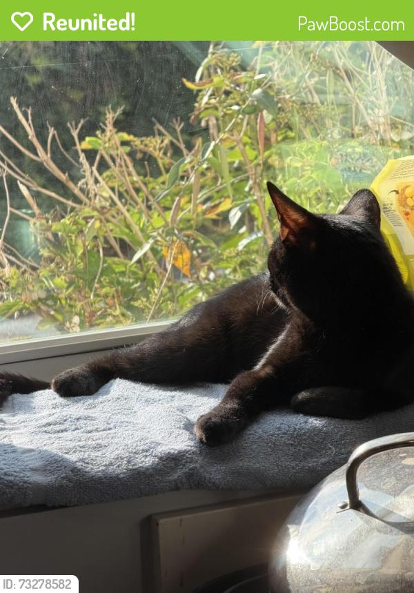 Reunited Female Cat last seen George Street, Medford, MA 02155