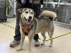 Shelter Stray Male Dog last seen , 957 N Gaffey St, San Pedro, CA 90731, USA