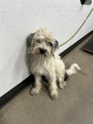 Shelter Stray Male Dog last seen Near BLOCK E OLIVE AVE, FRESNO CA 93727 2707, 5277 E Airways Blvd, Fresno, CA 93727, USA