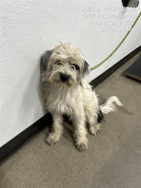 Shelter Stray Male Dog last seen Near BLOCK E OLIVE AVE, FRESNO CA 93727 2707, 5277 E Airways Blvd, Fresno, CA 93727, USA
