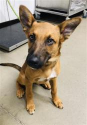 Shelter Stray Male Dog last seen Near BLOCK E DAKOTA AVE, FRESNO CA 93727, 5277 E Airways Blvd, Fresno, CA 93727, USA