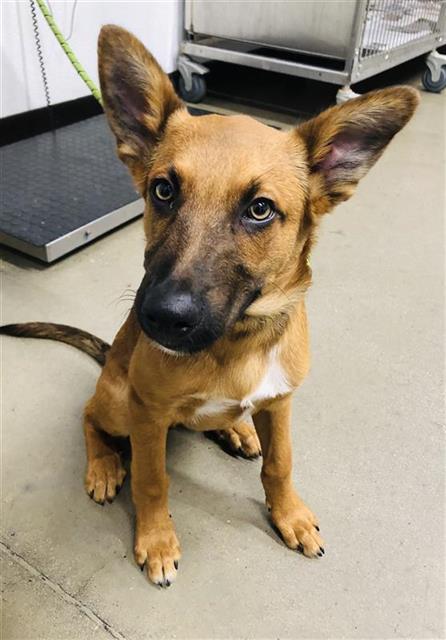 Shelter Stray Male Dog last seen Near BLOCK E DAKOTA AVE, FRESNO CA 93727, 5277 E Airways Blvd, Fresno, CA 93727, USA