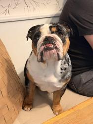 Lost Female Dog last seen McGowan and Golf course Crystal river, Citrus County, FL 34429