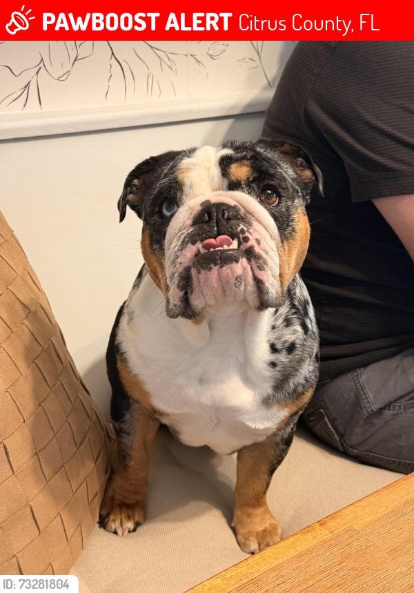 Lost Female Dog last seen McGowan and Golf course Crystal river, Citrus County, FL 34429