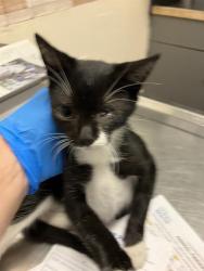 Shelter Stray Female Cat last seen Near BLOCK BLCK ROSE AVE, LONG BEACH, CA 90813, 7700 E Spring St, Long Beach, CA 90815, USA