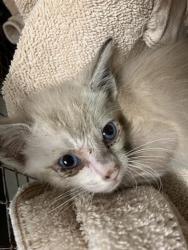 Shelter Stray Female Cat last seen Near BLOCK BLCK E MARKER ST, LONG BEACH, CA 90805, 7700 E Spring St, Long Beach, CA 90815, USA