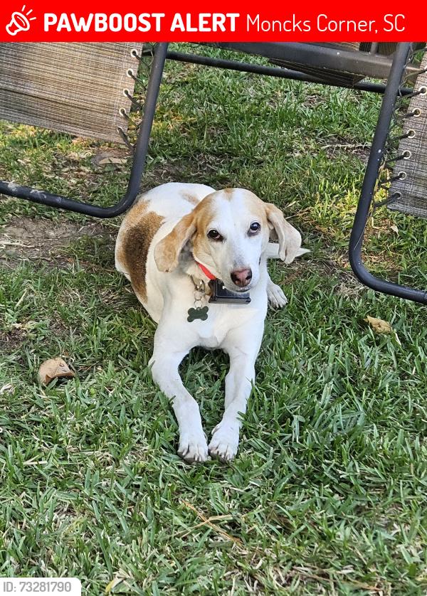 Lost Female Dog last seen Lakeside Drive & Levee in Moncks Corner, SC, Moncks Corner, SC 29461