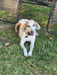 Lost Female Dog last seen Lakeside Drive & Levee in Moncks Corner, SC, Moncks Corner, SC 29461