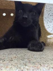 Shelter Stray Male Cat last seen Near BLOCK STEARNS ST, RIVERSIDE CA 92504, 6851 Van Buren Boulevard, Jurupa Valley, CA 92509, USA