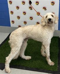 Shelter Stray Male Dog last seen PARROT REEF CT / SWEETER TIDE TRL, 19640 Dogpatch Ln, Land O' Lakes, FL 34638, USA
