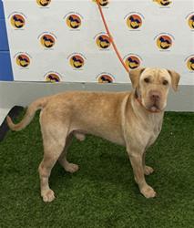 Shelter Stray Male Dog last seen WARREN AVE, 19640 Dogpatch Ln, Land O' Lakes, FL 34638, USA