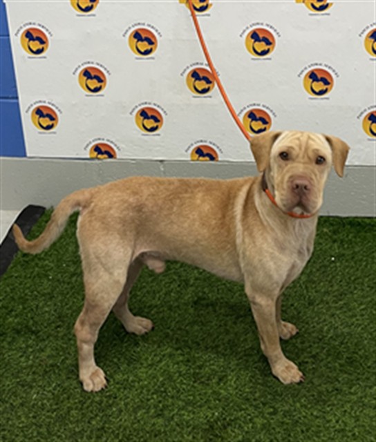Shelter Stray Male Dog last seen WARREN AVE, 19640 Dogpatch Ln, Land O' Lakes, FL 34638, USA